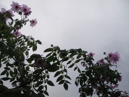 c0108460_2116217.jpg