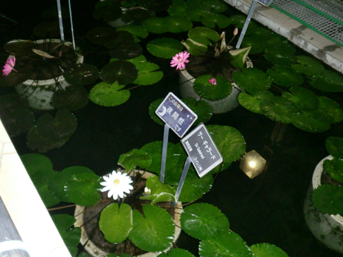 d0137664_8585043.gif