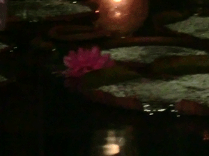 d0137664_859867.gif