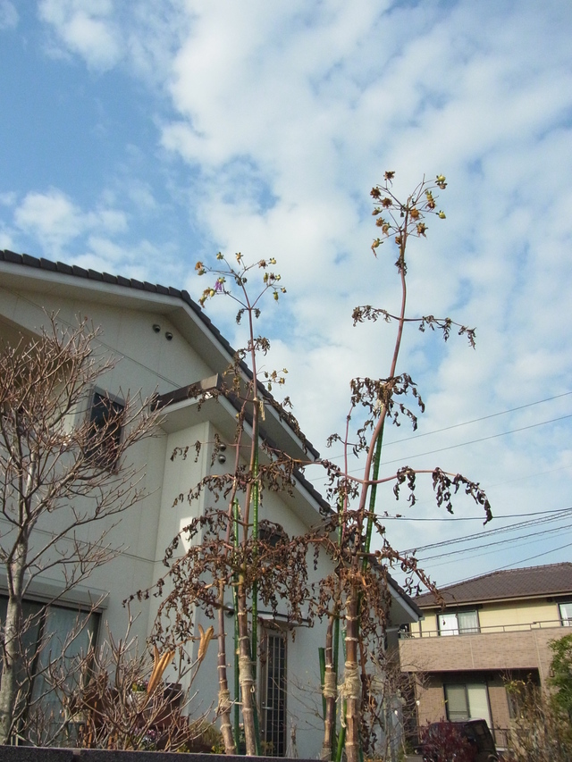 b0194267_18545515.jpg