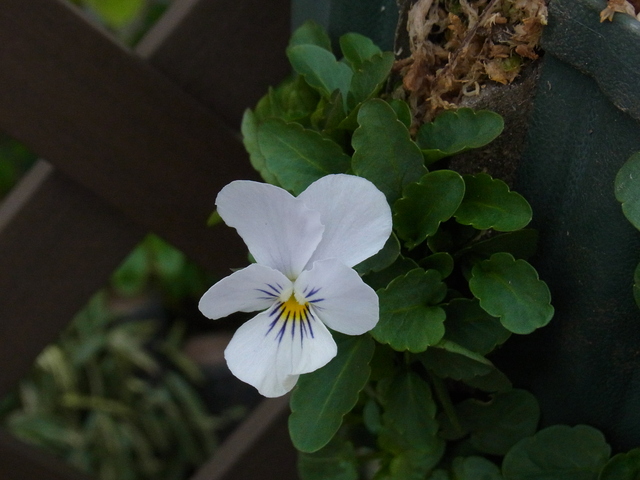 b0194267_20114322.jpg
