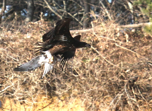 オジロワシ、カモメ襲来！　２０１１年１２月２７日_d0262476_4355155.jpg