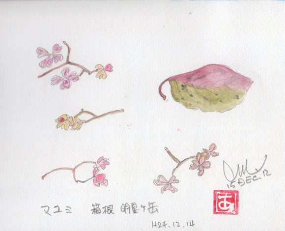 枯れたマユミ_e0232277_957297.jpg
