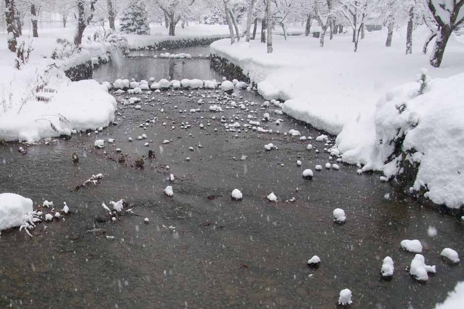 朝、中島公園で  　雪化粧_f0182885_20264820.jpg