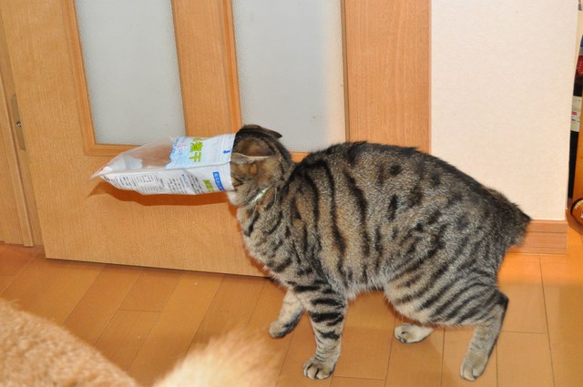 呆れちゃう!!_a0126590_22364948.jpg