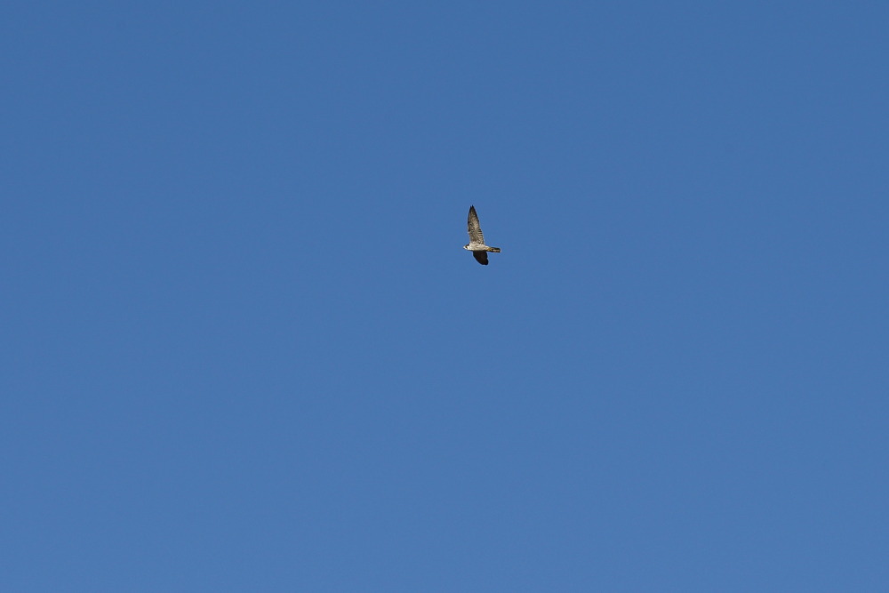 a0183690_21202437.jpg