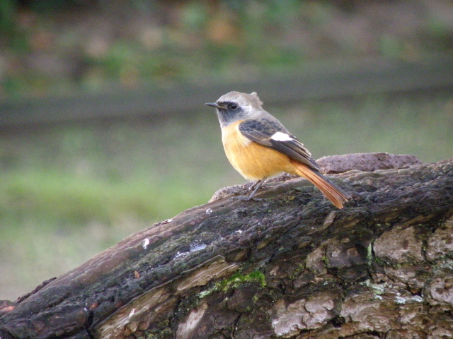 a0206496_2575817.jpg