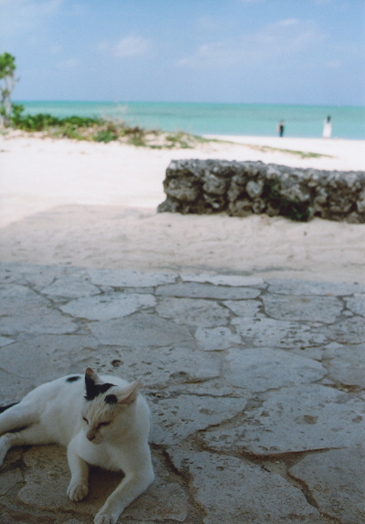 竹富島猫その6　Taketomi Island_f0106999_22434119.jpg