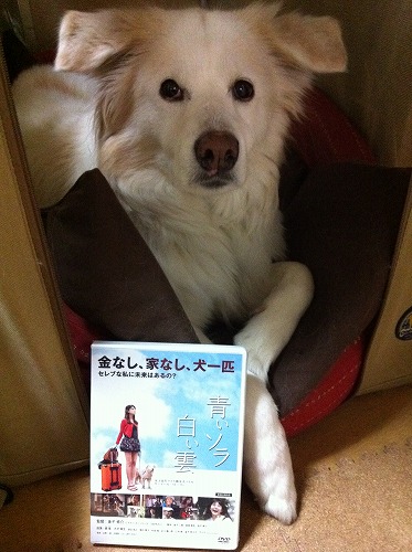 アイラ出演映画　「青いソラ白い雲」　のDVD発売中！　/　DVD of movie Islay starred in the stores now!_a0032004_417229.jpg