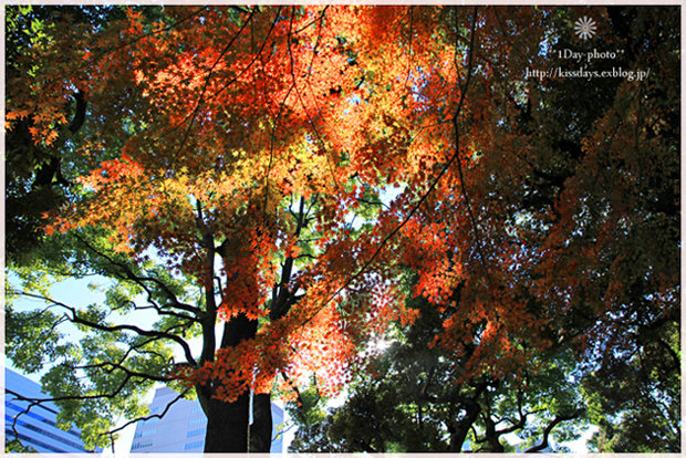 日比谷公園　秋を探しに・・・①_b0111005_1921860.jpg