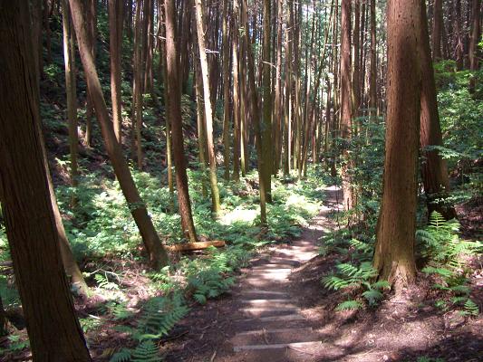 二上山（５）  祐泉寺から登る_d0288411_10271890.jpg