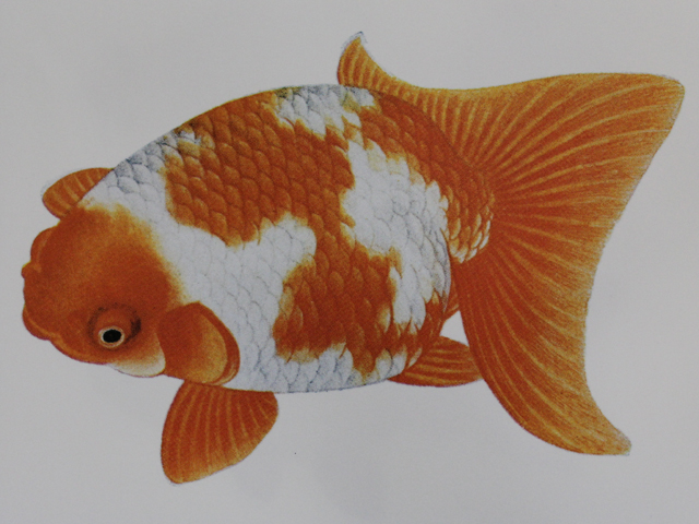 松井佳一著「科学と趣味から見た金魚の研究」から② : きんととの夢