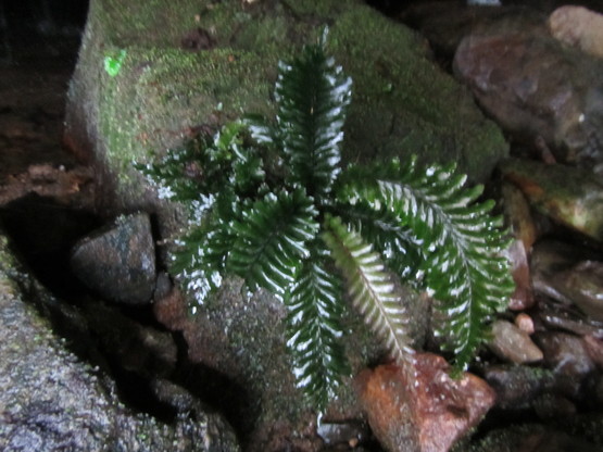 Cephalomanes sp(javanicum?)From Langkawi : コケシノブログ‐苔忍録‐