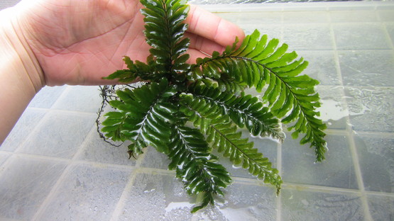 Cephalomanes sp(javanicum?)From Langkawi : コケシノブログ‐苔