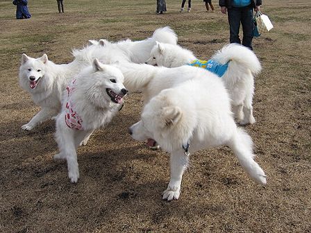 富士サモ2012　少しだけ2日目も。_f0213924_1412192.jpg