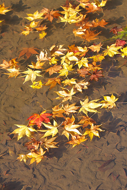 c0067040_22472541.jpg