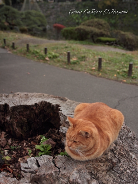 猫のいる風景　切り株と香箱座り_b0133053_23415031.jpg