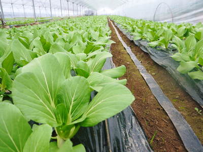 チンゲン菜　大切な土と無農薬・無消毒へのこだわり_a0254656_1637212.jpg