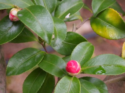 c0267856_11275645.jpg