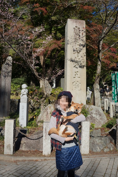 犬連れ高尾山 Tokyo豆柴日記