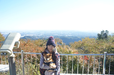 犬連れ高尾山 Tokyo豆柴日記