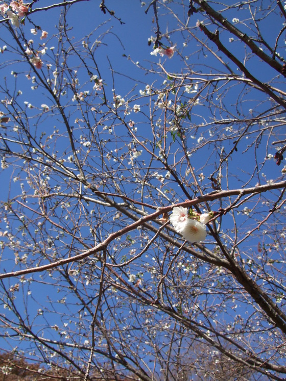 オークリーフ(毛利庭園)_f0049672_1624852.jpg