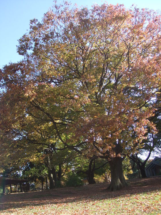 オークリーフ(毛利庭園)_f0049672_16262297.jpg