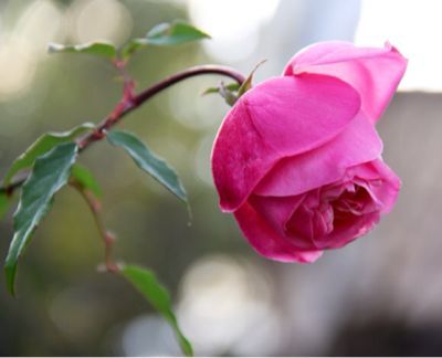 キッピーモール 出店_a0175282_1133026.jpg