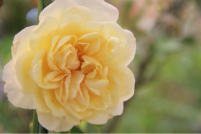 キッピーモール 出店_a0175282_1133225.jpg