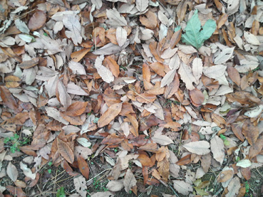 c0267692_22361094.jpg