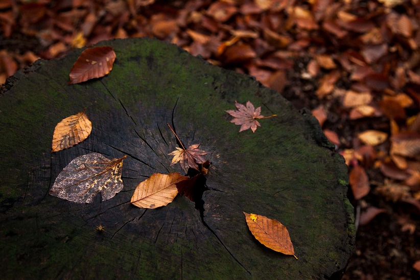 Autumn leaves、、、晩秋のころ_b0128609_1333674.jpg