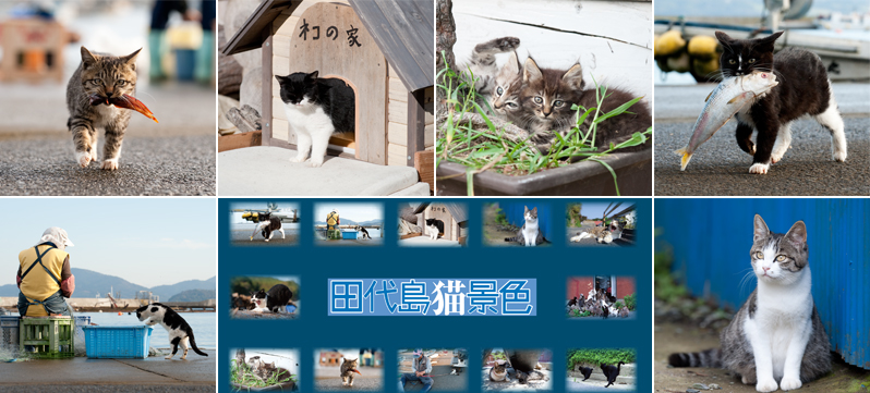 田代島猫景色 （続編51) 田代島猫景色2013年カレンダー_d0149713_16522865.jpg