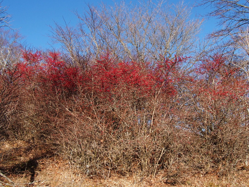 c0085622_20441514.jpg
