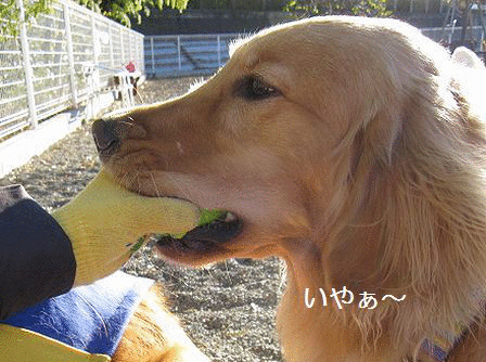 f0213924_22464417.gif