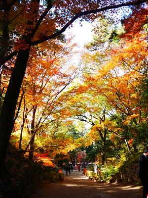 晩秋の甲斐路　３　　～武田神社（甲府）～_c0235725_1305418.jpg