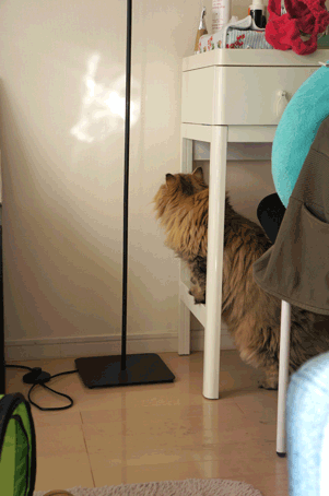 e0157129_19195983.gif