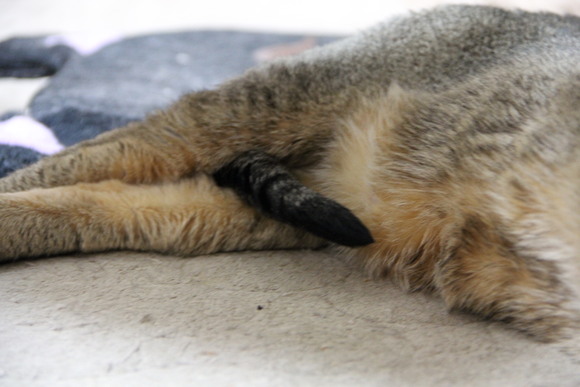 しっぽを股に挟む猫 ぶー子のにゃんこ日記