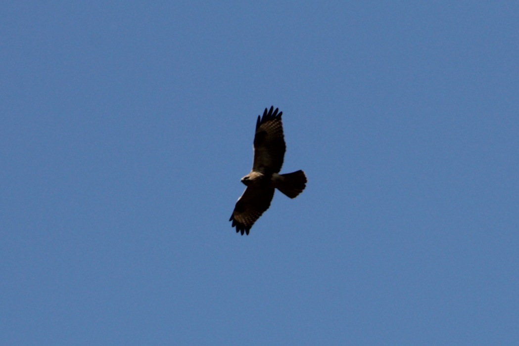 c0269342_17451915.jpg