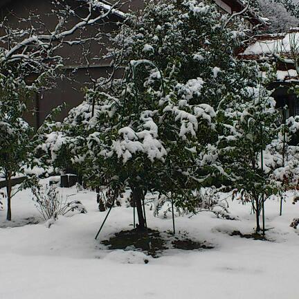 今シーズンは雪が多そう(>_<)_e0291042_11492564.jpg