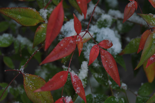 雪の候（１）_c0093046_84316100.jpg