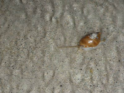 c0180460_1311225.jpg