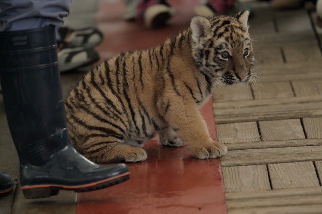 はまZOOの子トラ　感情の芽生え_a0188771_23213499.jpg