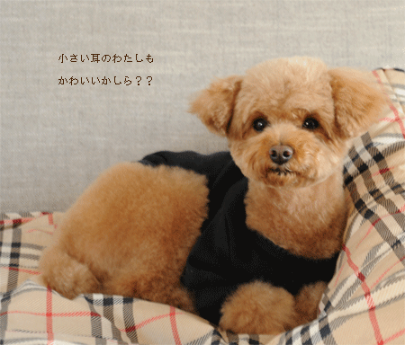 c0196673_84779.gif