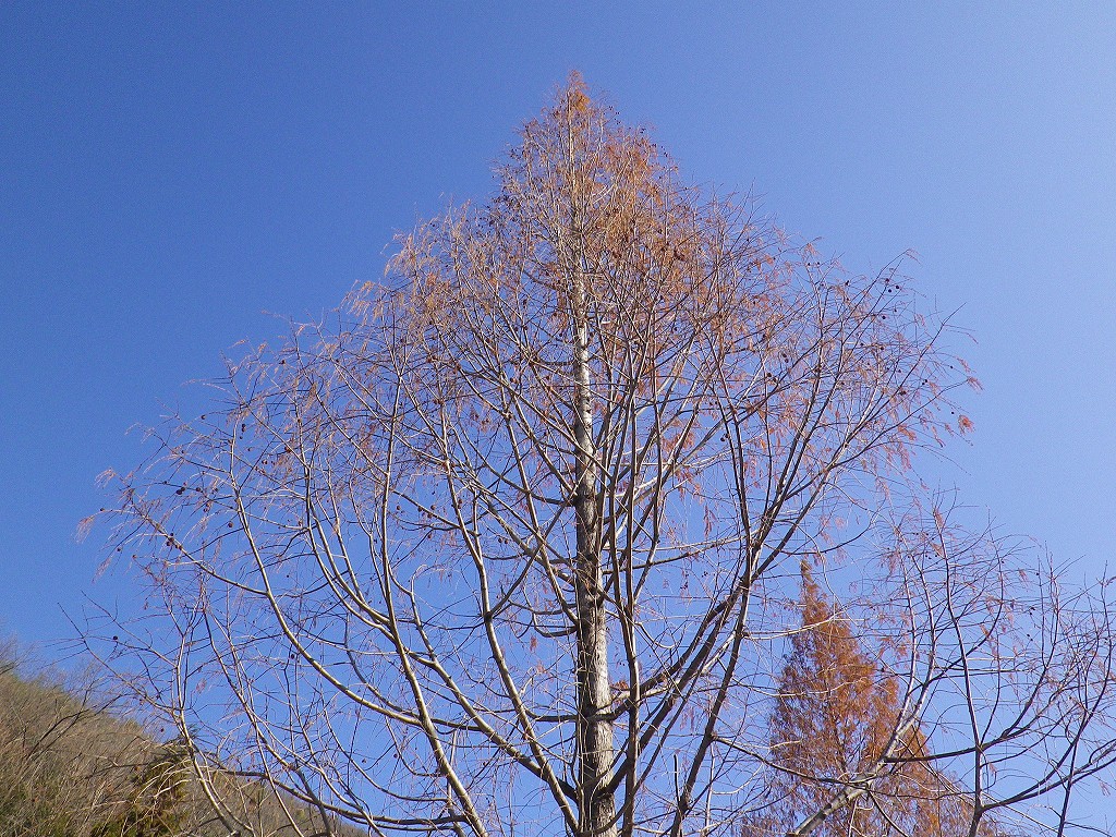 セコイアの木を植える Tielaile2 1