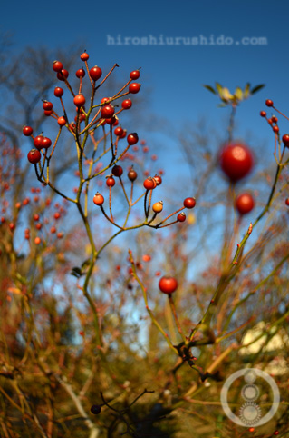 紅い木の実の音符たち_c0229485_22545250.jpg