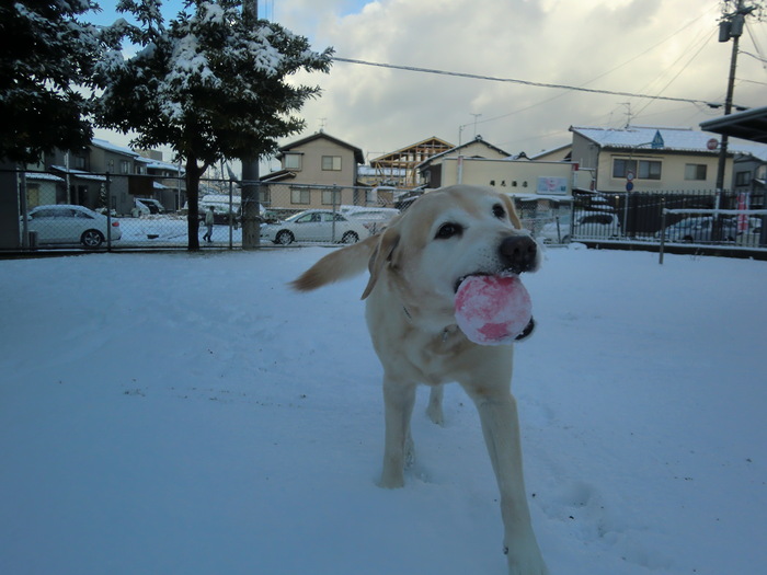 雪が積もりました_d0243802_10275813.jpg