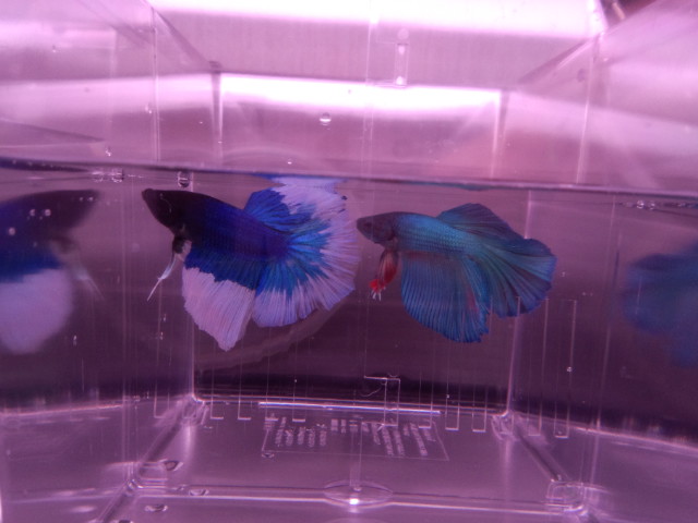 熱帯魚仕入遠征_b0141806_21535046.jpg