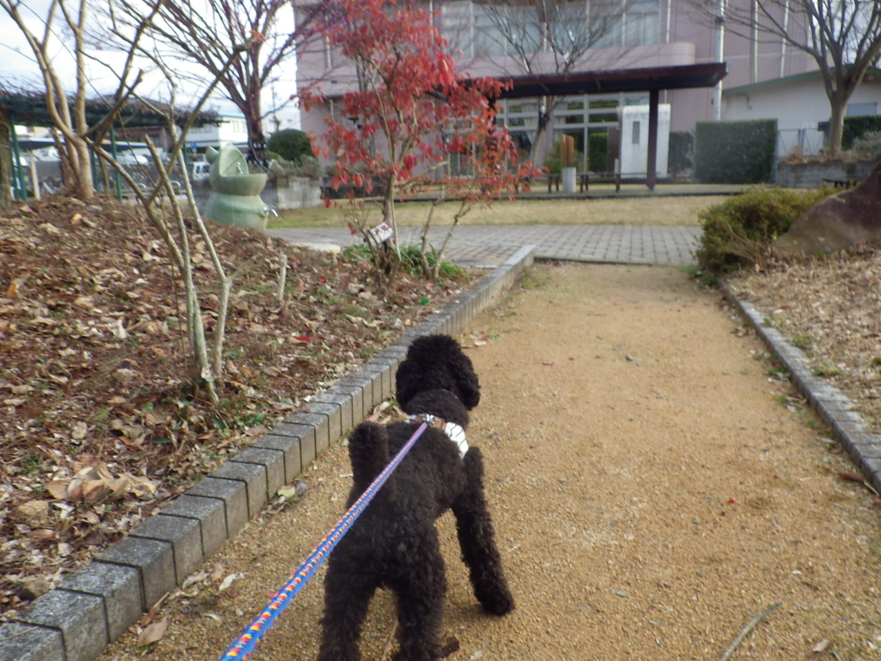 水玉の花を見つけました、、、。_a0218118_9104178.jpg