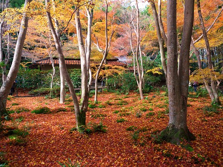 祇王寺の紅葉_c0057946_16574814.jpg