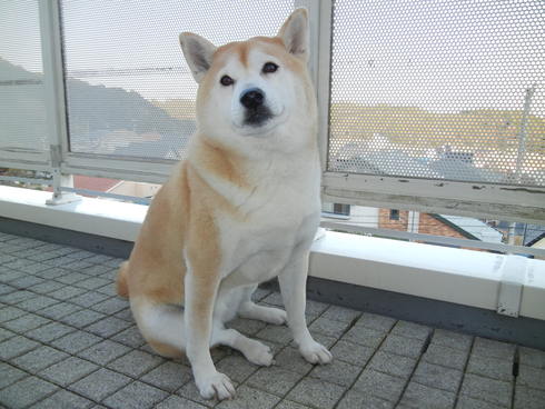 ’12,12,20(木)久しぶりのバトル!_f0060461_9242312.jpg